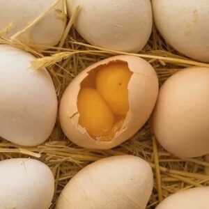 Chicken Eggs Layer (Double Yolks) 1 pcs